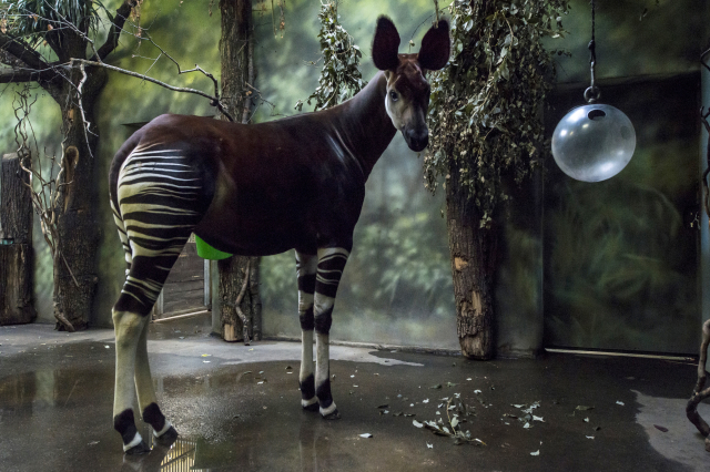 Samici vzácné okapi v zoologické zahradě ve Dvoře Králové nad Labem mohou vidět (na snímku z 19. prosince 2017).