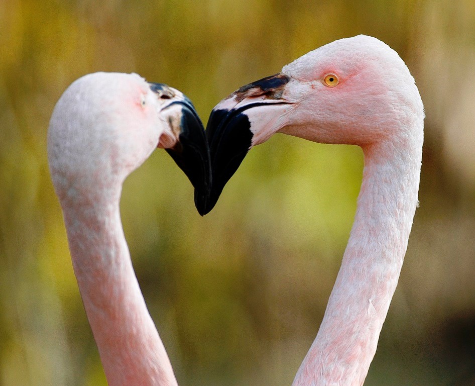 Zoo Plzeň.