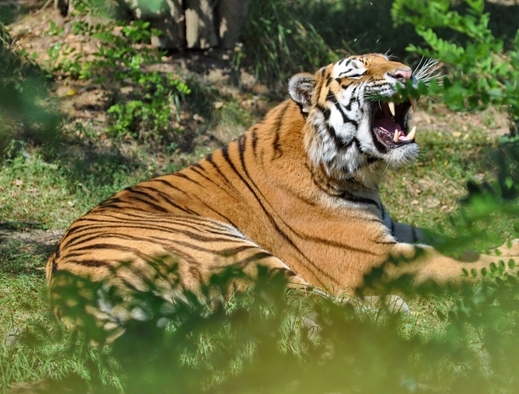 Zlínská zoo má nového tygra, doufá v mláďata a oživení chovu.