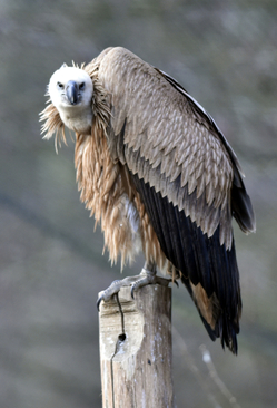 Jeden ze tří supů bělohlavých, které 25. února 2019 odchytávali pracovníci zlínské zoologické zahrady před jejich převozem do bulharského pohoří Stará Planina, kde budou vypuštěni do volné přírody.
