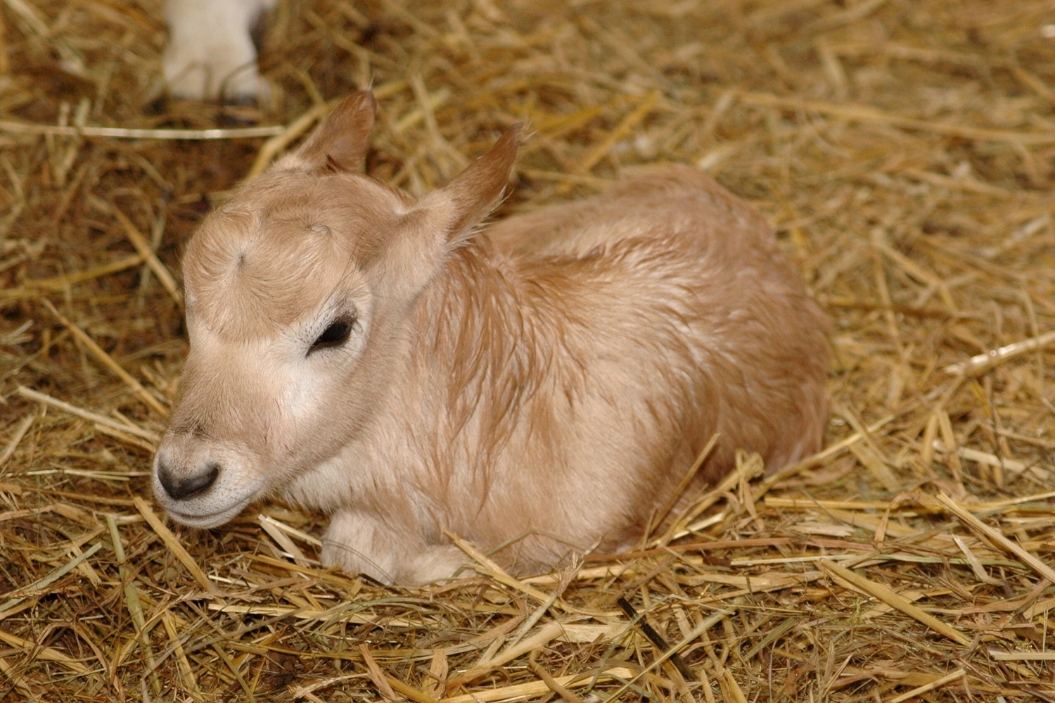 V zoo Olomouc se narodila dvě mláďata kriticky ohrožené antilopy.