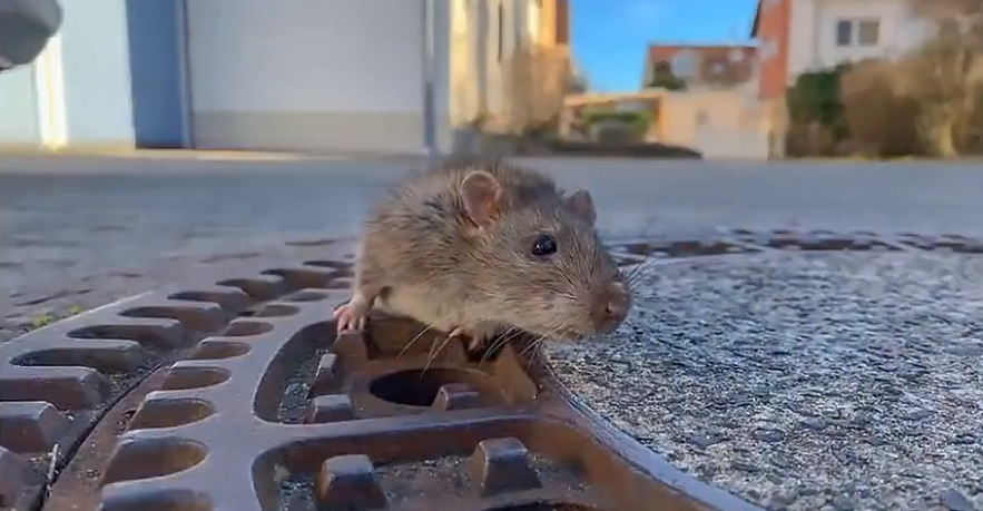Vypasený potkan se zasekl v kanálu, vysvobodili ho dobrovolní hasiči.