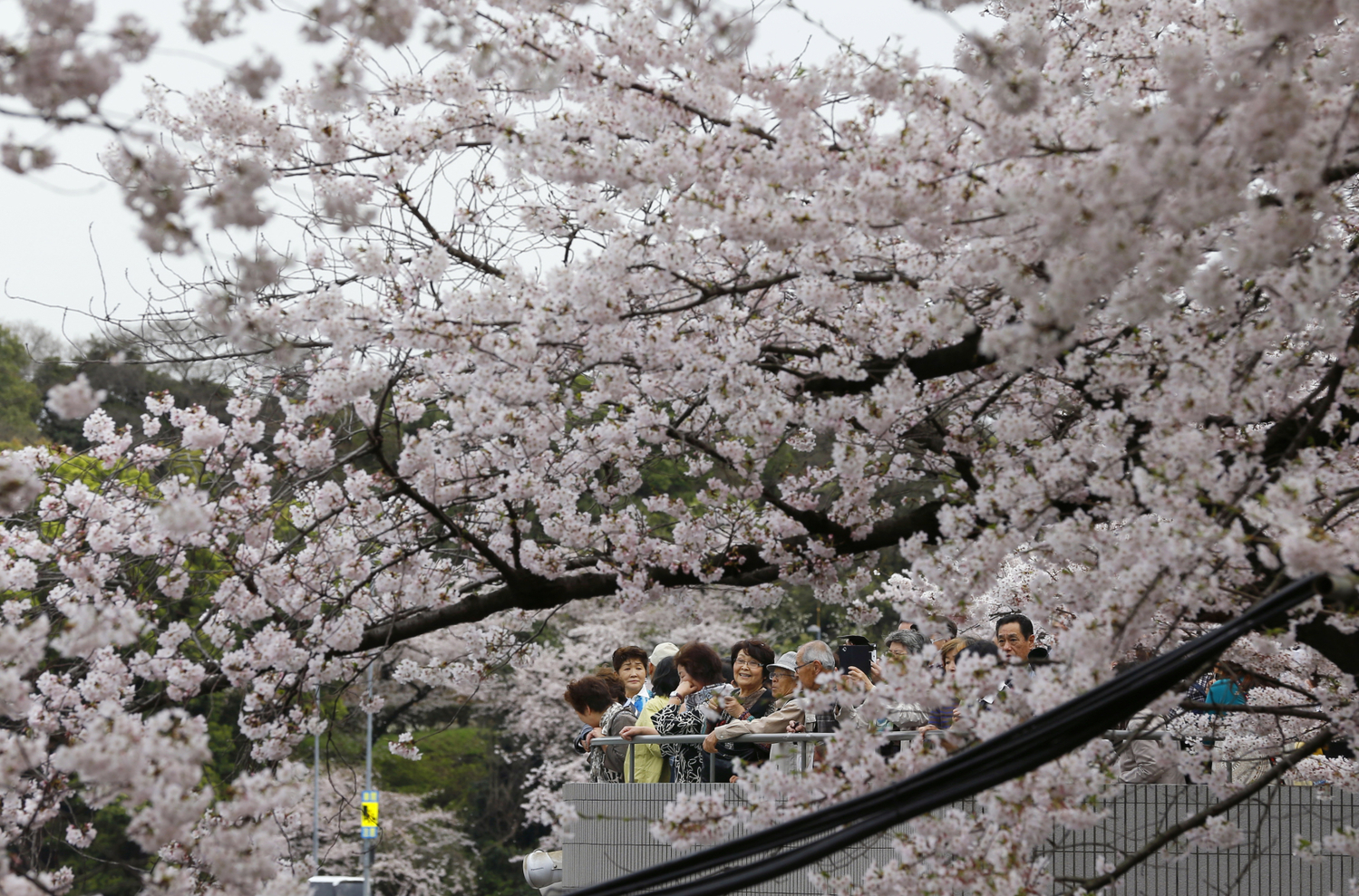 Předpověď rozkvětu sakury je v Japonsku vážné poslání.