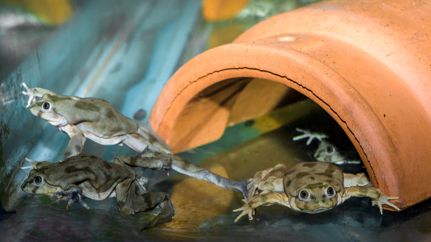 Pražská zoo se podílí na záchraně žáby vodnice posvátné.