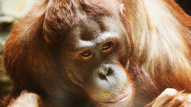 Orangutan (ilustrační foto).