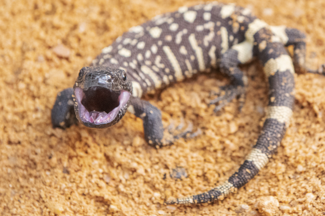 Plzeňská zoo představila 7. března 2019 mláďata vzácného jedovatého ještěra korovce mexického. Plzeňská zoo představila 7. března 2019 mláďata vzácného jedovatého ještěra korovce mexického.