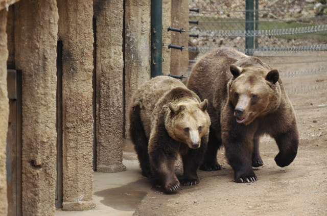 Medvědi z plzeňské zoo.
