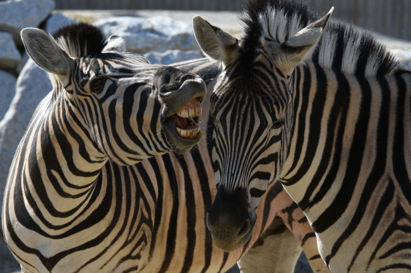 Zoo připravila víkend dobrovolného vstupného.