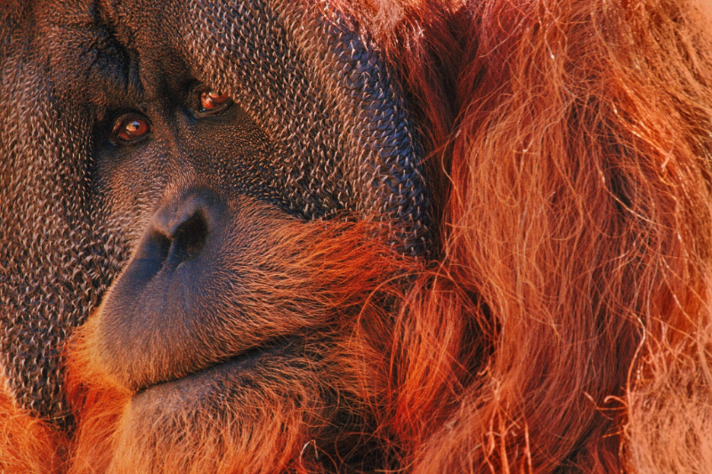 Orangutan.