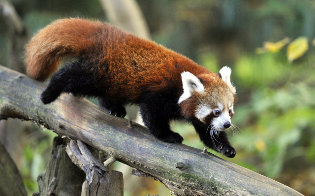 Panda červená.