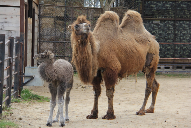 Zoo Hodonín návštěvníky láká na nový přírůstek, mládě se narodilo páru velbloudů dvouhrbých.