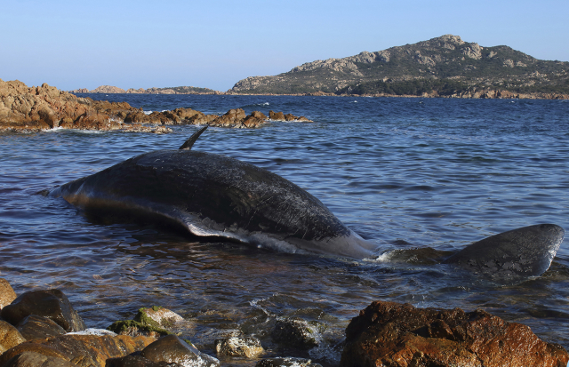 Poblíž oblíbeného letoviska Porto Cervo na italském ostrově Sardinie vyplavilo před několika dny moře mrtvou březí samici vorvaně. Poblíž oblíbeného letoviska Porto Cervo na italském ostrově Sardinie vyplavilo před několika dny moře mrtvou březí samici vorvaně.