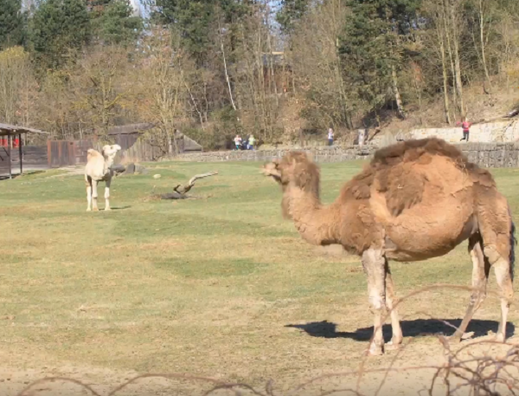 Minulý ročník Safari běhu.