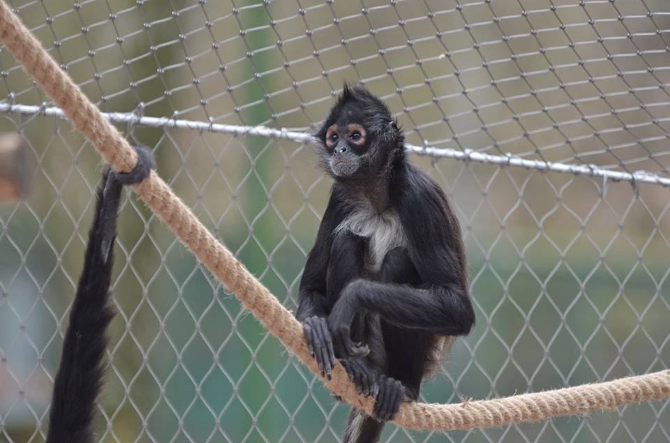 Chápan z děčínské zoo.