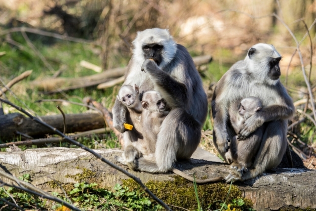 V ostravské zoo se rozrostla skupina hulmanů posvátných. V ostravské zoo se rozrostla skupina hulmanů posvátných.