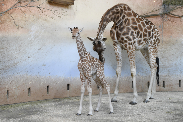 Zoo pokřtí dvouměsíčního žirafího samečka.