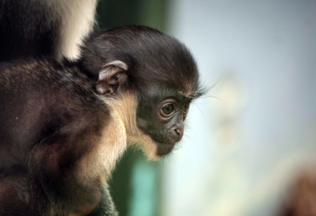 V liberecké zoo se narodilo mládě ohroženým kočkodanům Dianiným.
