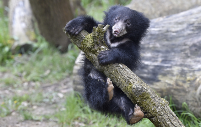 Zlínská zoologická zahrada představila 7. května 2019 první mládě medvěda pyskatého v historii zoo.