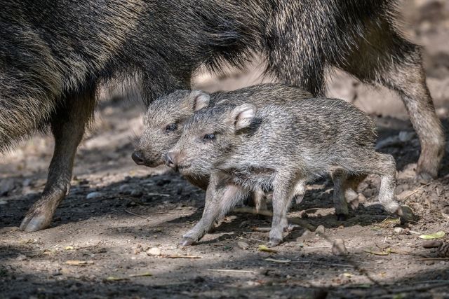 Selata pekariho Wagnerova narozená v pražské zoo.