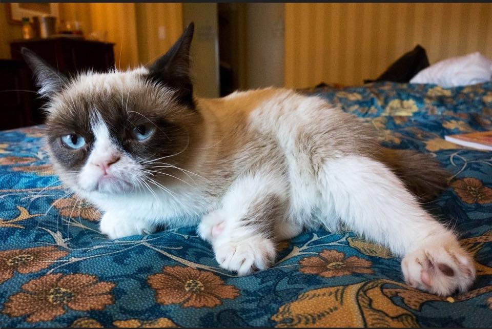 Grumpy Cat.
