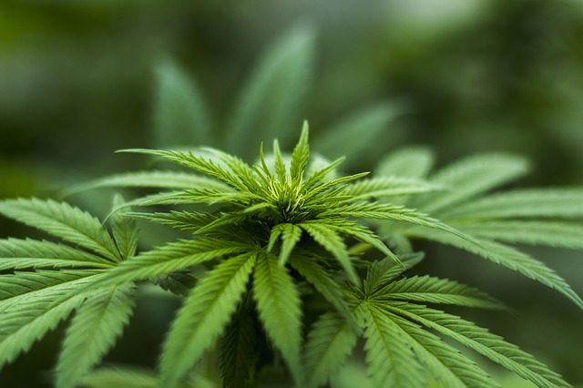 Marihuana.