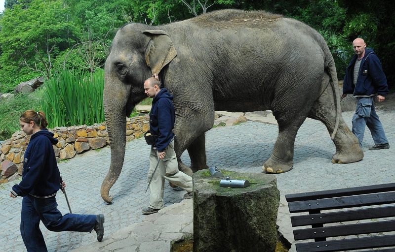 Slonice Gulab je druhou nejstarší obyvatelkou pražské zoo.