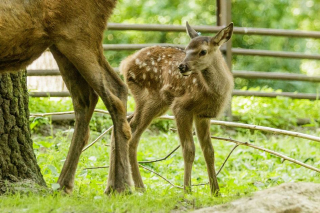 Zoo Ostrava odchovává dvojčata největšího jelena světa wapiti sibiřského.