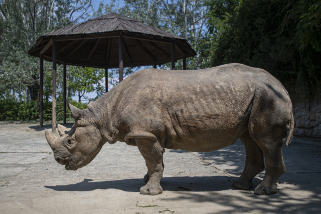 Nosorožec černý z královédvorské zoo.