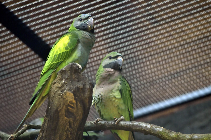 Zoo Ostrava chystá večerní komentované prohlídky zahrady.