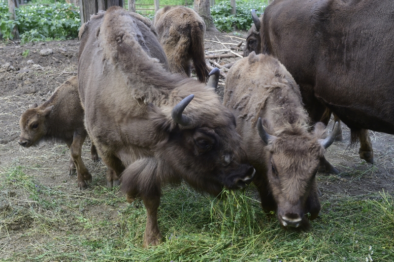 Dvě mláďata zubrů přívítali v červnu v olomoucké zoo.