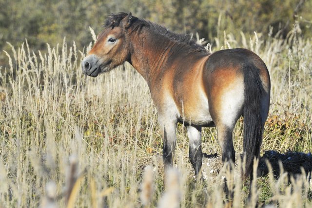 Exmoorský pony.