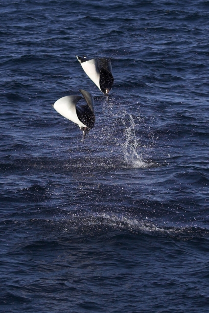 Manta obrovská.