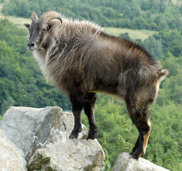 Tahr himálajský.