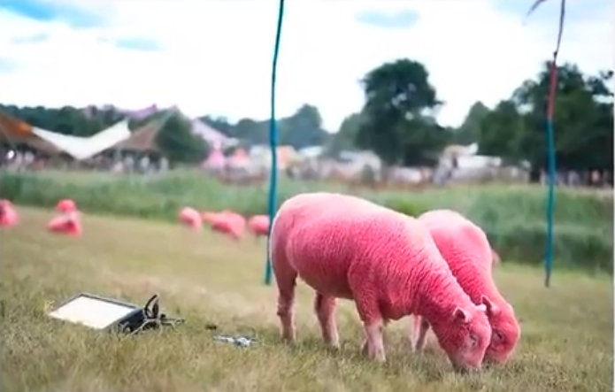 Růžové ovce na hudebním festivalu Latitude.