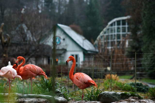 Plameňáci v ZOO Liberec.
