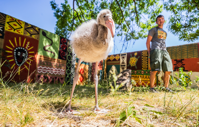 V ZOO Dvůr Králové nad Labem je možné zahlédnout dva mladé plameňáky, kteří následují svého ošetřovatele. Jde o jedince, kteří se vylíhli letos, ale kvůli komplikacím při hnízdění si je do péče převzali pracovníci zoo. Sdělili to zástupci zoologické zahrady. V dvorské zoo se letos vylíhlo 12 plameňáků růžových, deset z nich přirozeně odchovávají jejich rodiče.