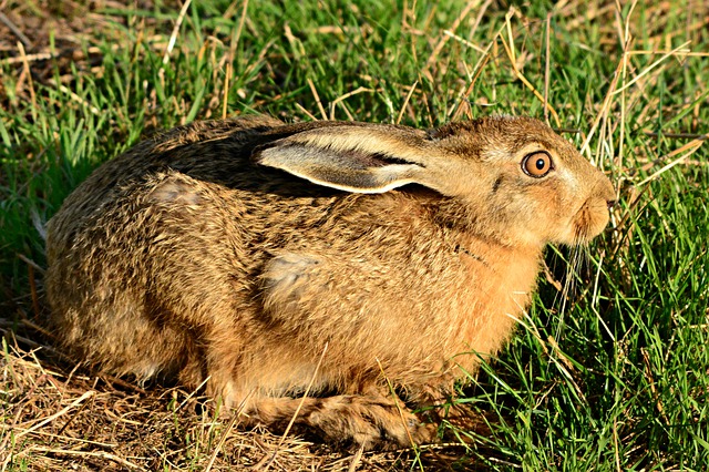 Ilustrační foto.