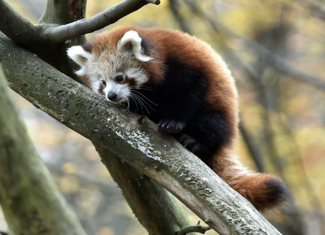 Panda červená.