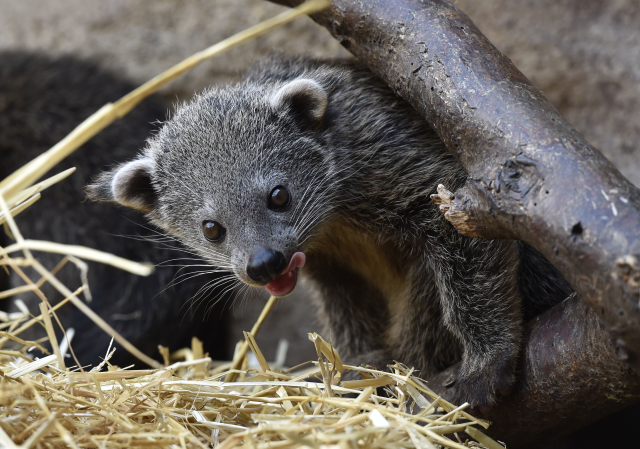Binturong neboli medvědokočka.