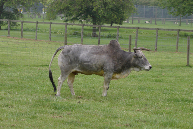 Zebu.