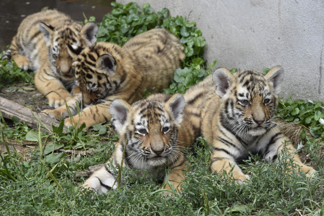 Čtyřčata tygra ussurijského (na snímku ze 7. srpna), která se narodila před dvěma měsíci v hodonínské zoo.