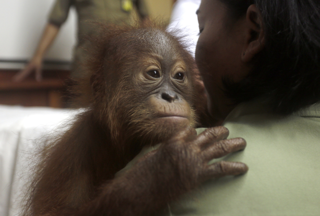 Mládě orangutana, které z Bali pašoval Rus.