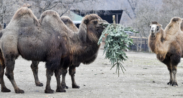 Velbloudi v pražské zoo.