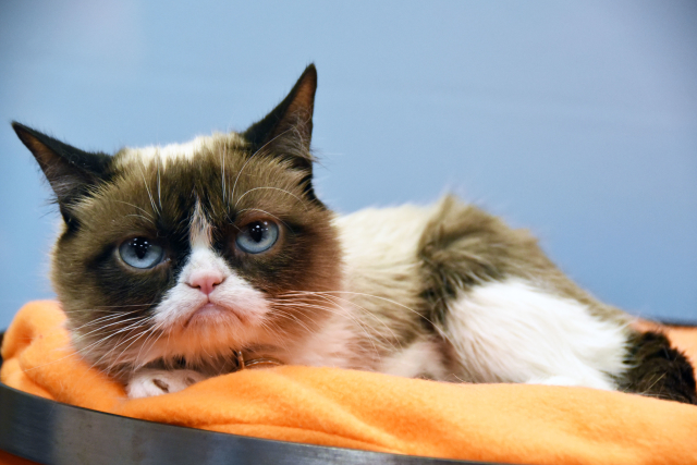 Grumpy Cat. 