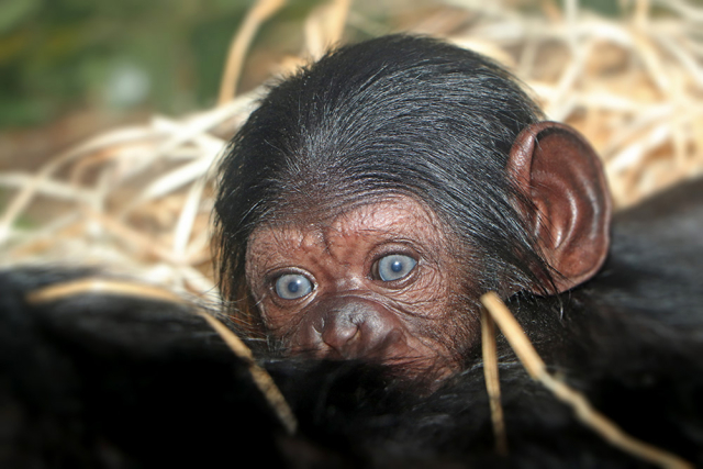 V plzeňské zoo se narodilo mládě šimpanze učenlivého.