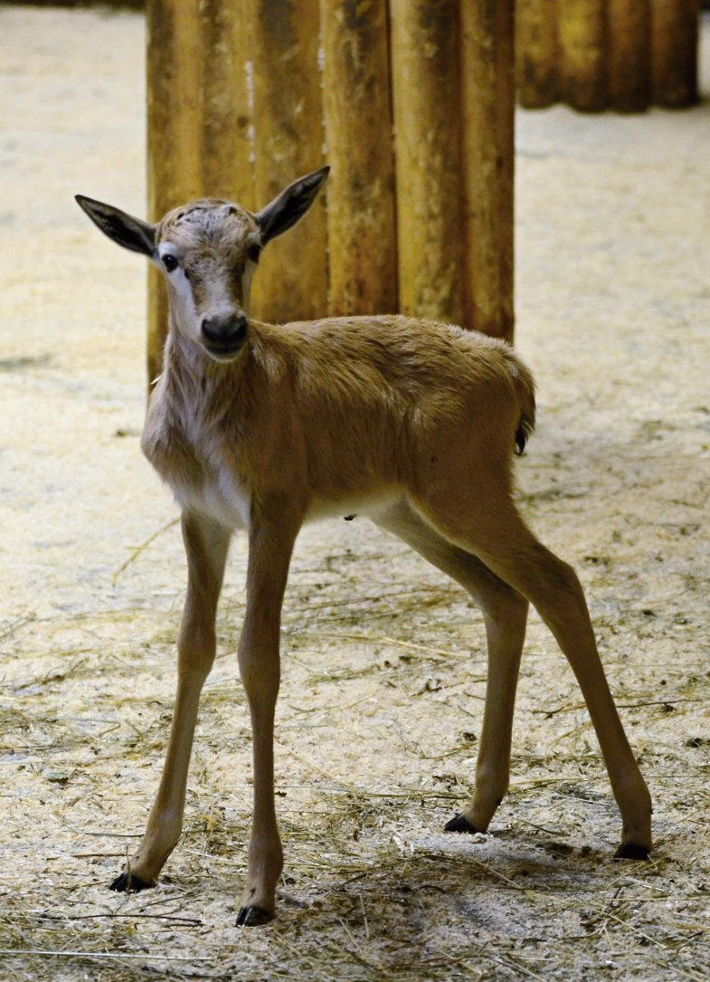 V liberecké zoo se 21. ledna 2020 narodil sameček buvolce běločelého.