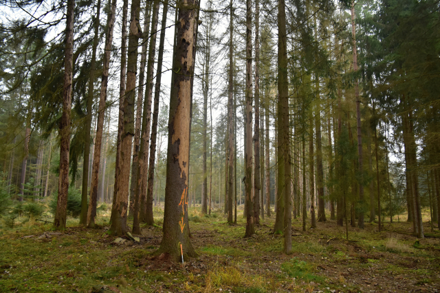 Stromy napadené kůrovcem na českobudějovicku.