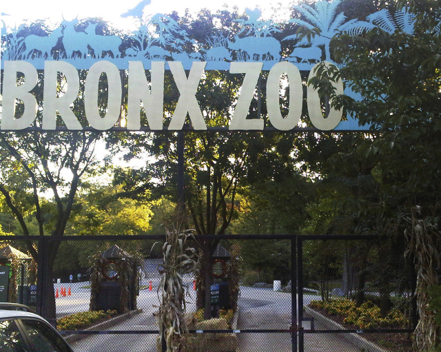 Newyorská zoo.