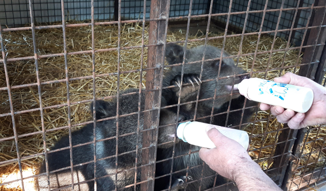 Předávání medvíďat na slovenskou stranu na hraničním přechodu v Brumově-Bylnici na Zlínsku.