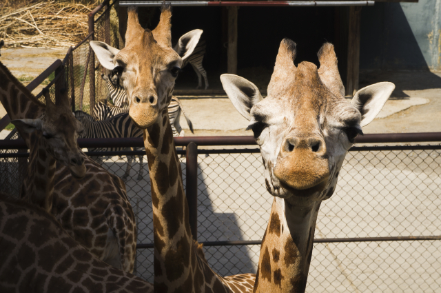 Stádo žiraf Rothschildových ve výběhu v olomoucké zoo na Svatém Kopečku.